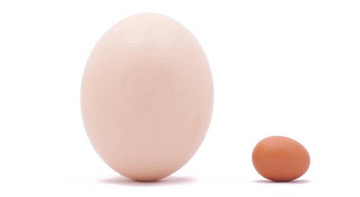 Окрашивание яиц: некоторые птицы овладели этим искусством задолго до пасхальной традиции