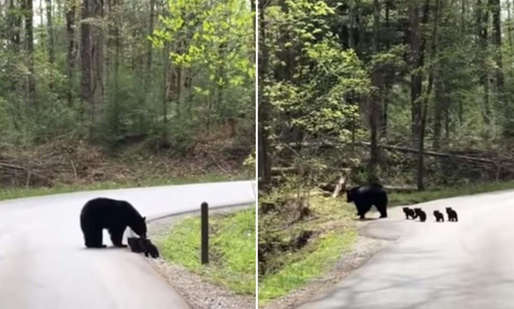 Водитель остановился на дороге, чтобы пропустить медведицу. Вдруг он заметил, что она была не одна