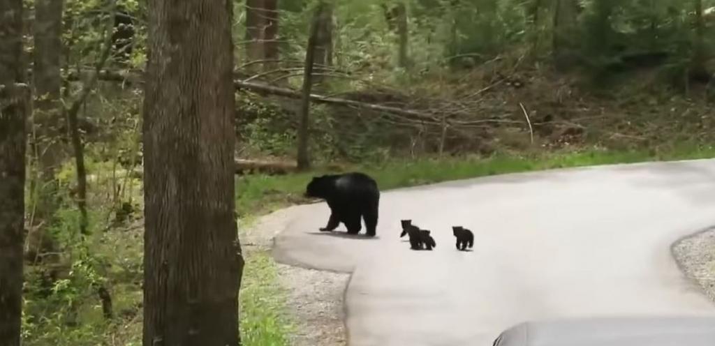 Водитель остановился на дороге, чтобы пропустить медведицу. Вдруг он заметил, что она была не одна