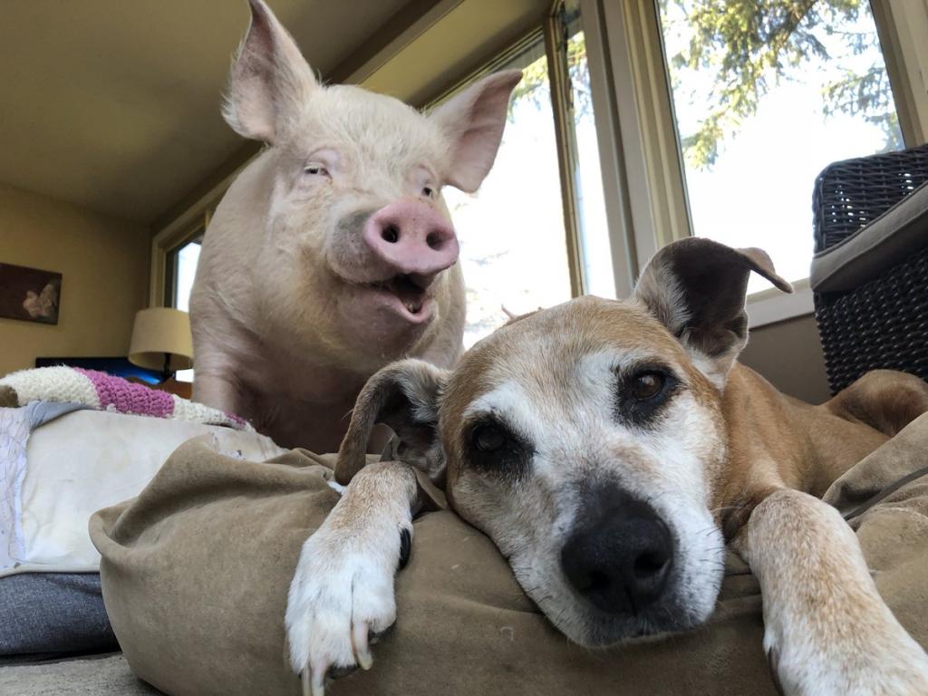Пара думала, что приобрела домашнюю карликовую свинью, но ошиблась. Когда правда раскрылась, они не отказались от любимицы и получили лучшего друга