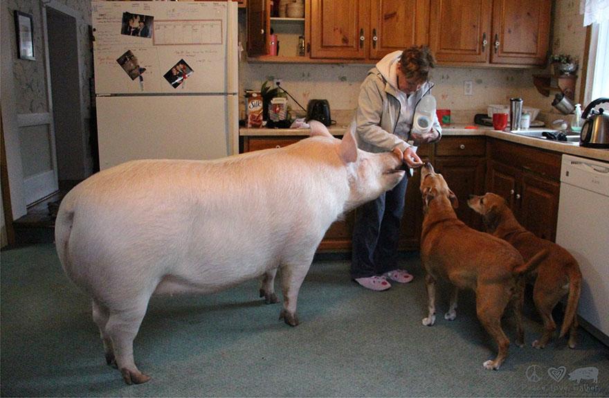 Пара думала, что приобрела домашнюю карликовую свинью, но ошиблась. Когда правда раскрылась, они не отказались от любимицы и получили лучшего друга