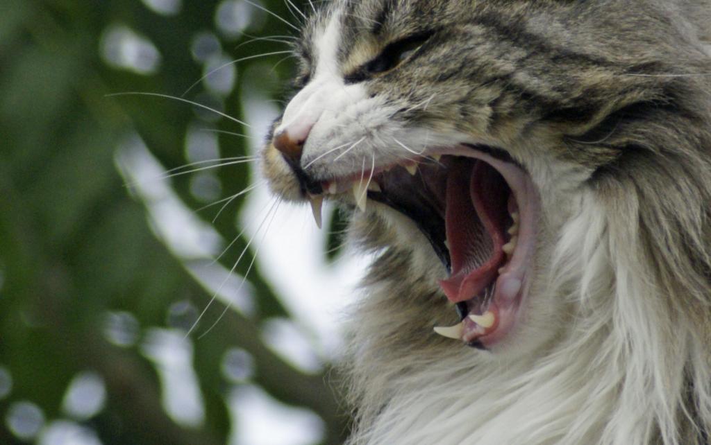 Забота о питомцах: все, что нужно знать о зубах кошки