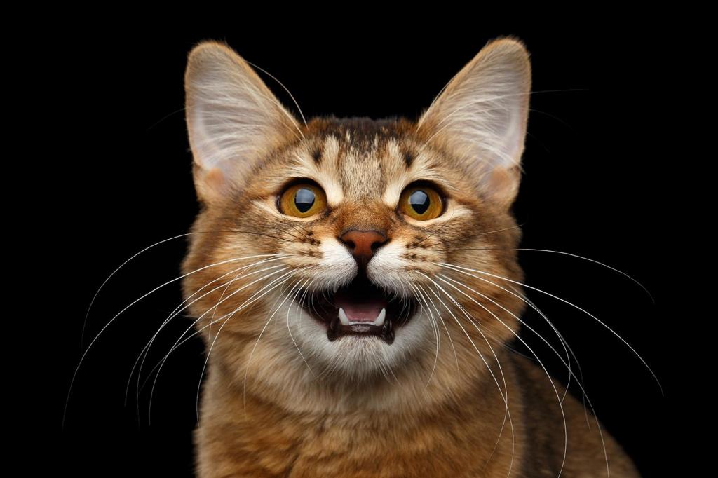 Забота о питомцах: все, что нужно знать о зубах кошки