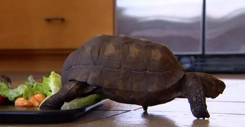 Девушке подарили на день рождения черепаху, и домашний питомец прожил с ней полвека