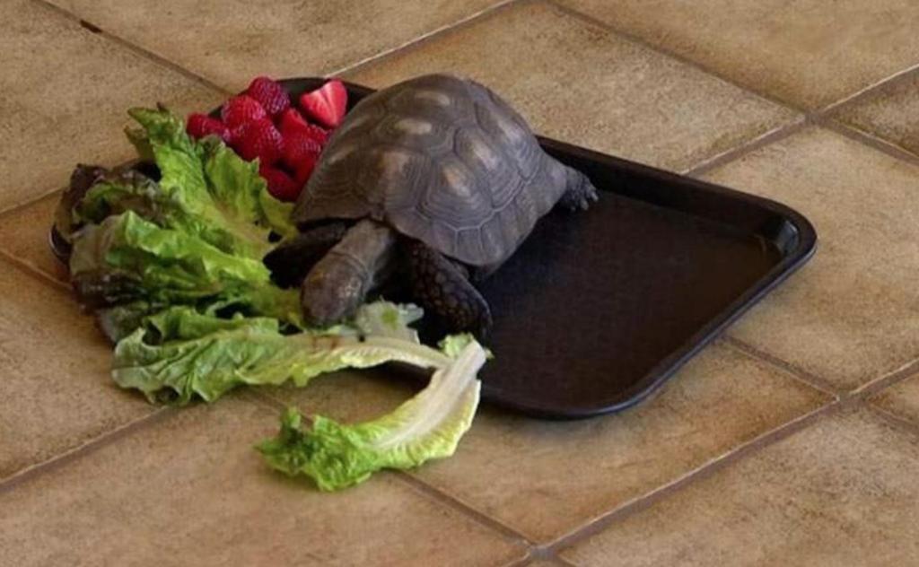 Девушке подарили на день рождения черепаху, и домашний питомец прожил с ней полвека