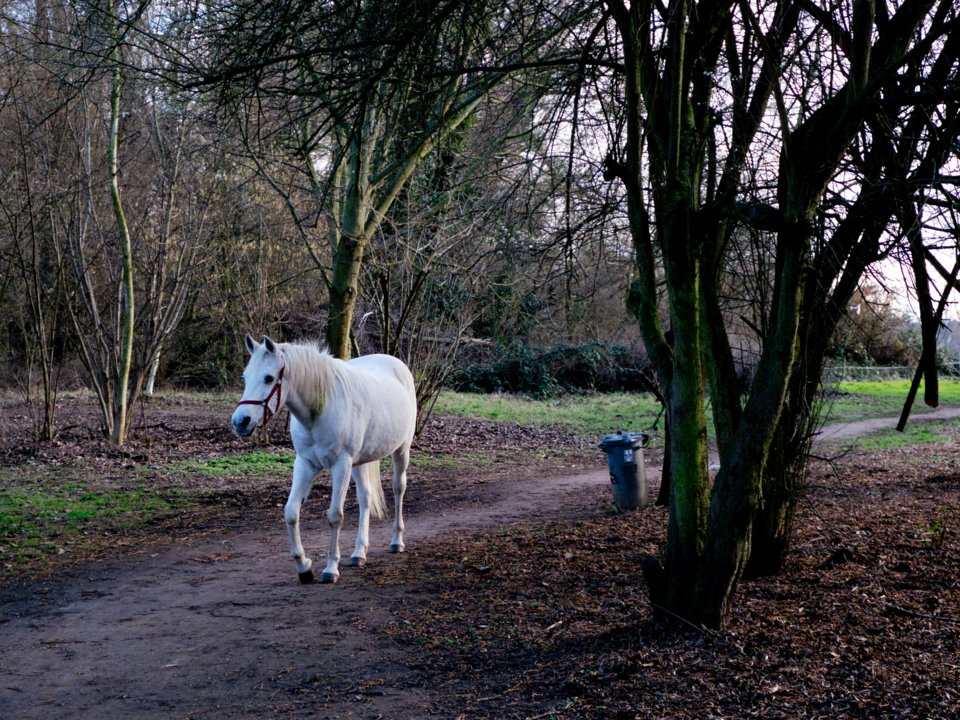 Лошадь, которая гуляет сама по себе уже 14 лет