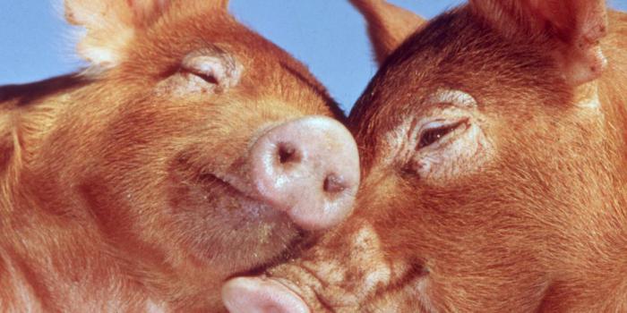 Наблюдение за реакцией свиней
