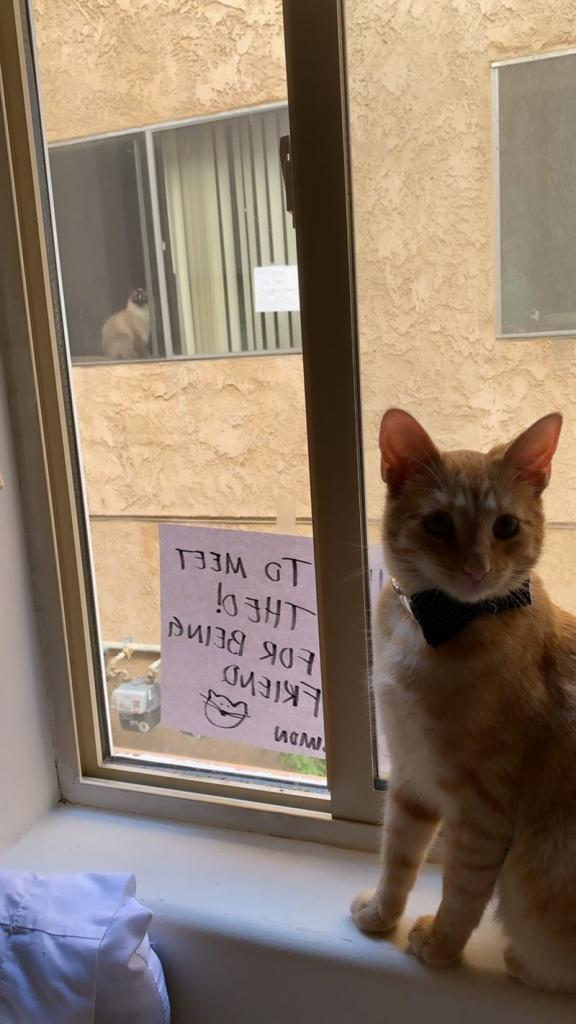 Милая история дружбы двух соседских котов растрогала тысячи пользователей Сети