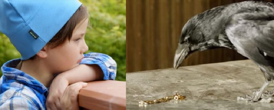 4-летняя девочка кормила ворон и подружилась с ними. Птицы осыпали свою благодетельницу щедрыми дарами