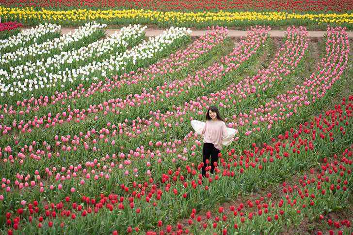 Визитная карточка Нидерландов под угрозой: любители селфи уничтожают поля тюльпанов