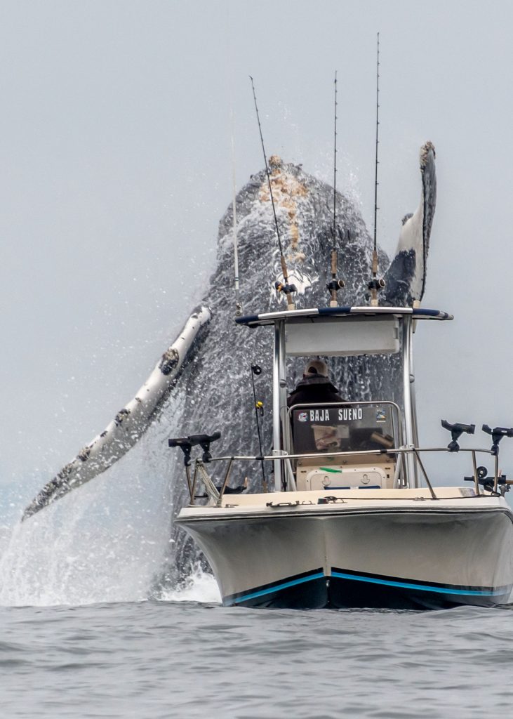 Горбатый кит неожиданно выпрыгнул из воды рядом с небольшой рыбацкой лодкой (видео)