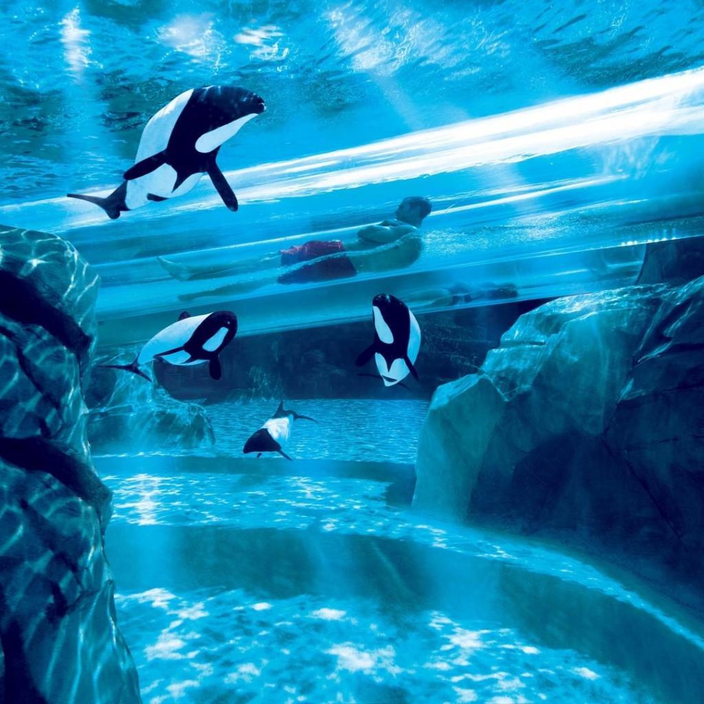 70 км/ч на тобогганах или полет через туннель с акулами: 7 самых крутых аквапарков в мире