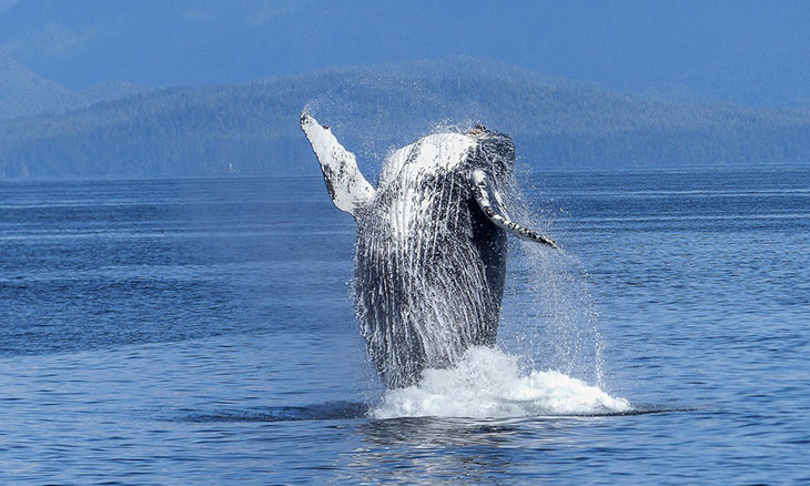 Пение китов, нерест, зевание, сон: тайны природы, которые так и не нашли полного объяснения