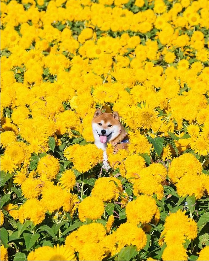 Этот пес в восторге от цветов: фотографии милого сиба-ину покорили Японию