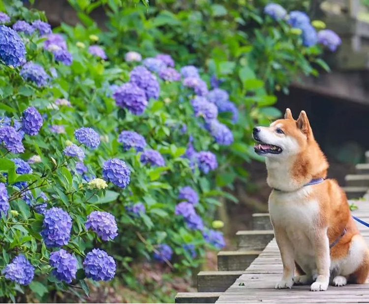 Этот пес в восторге от цветов: фотографии милого сиба-ину покорили Японию