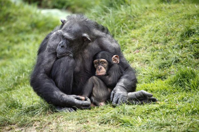шимпанзе 