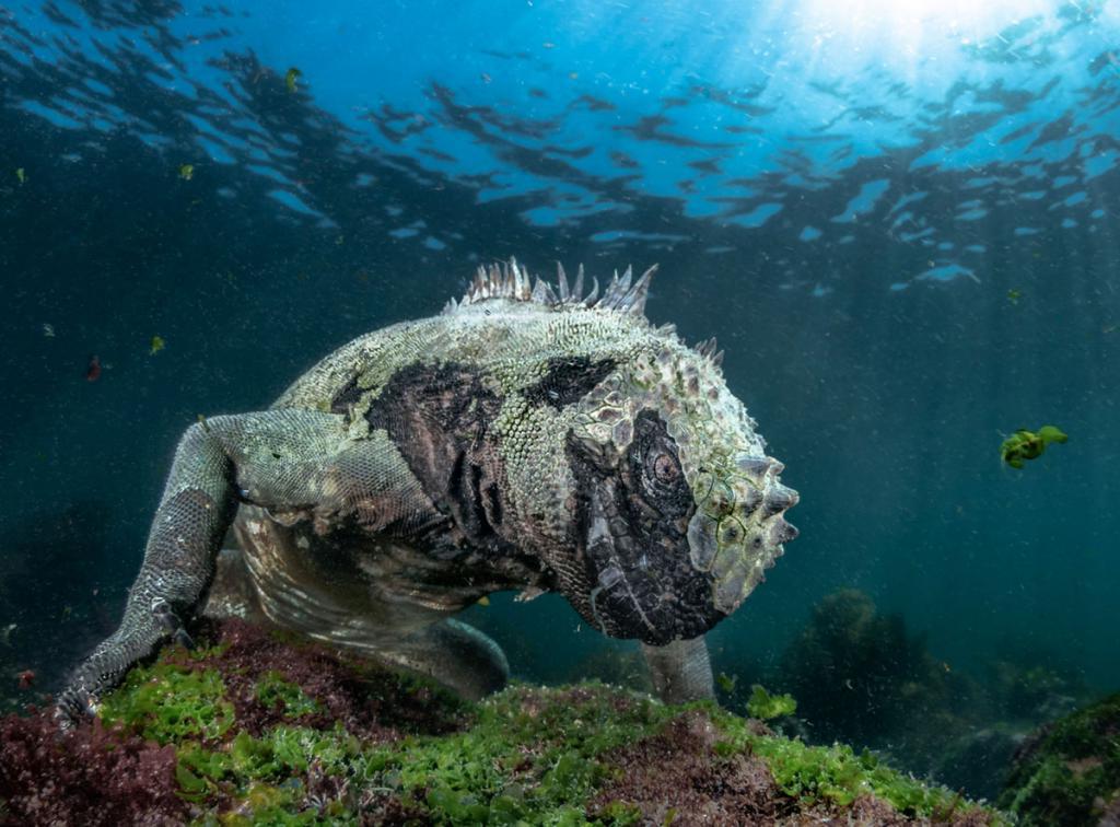 Плывущий медведь и морской дракон: лучшие фотографии BigPicture Natural World 2019