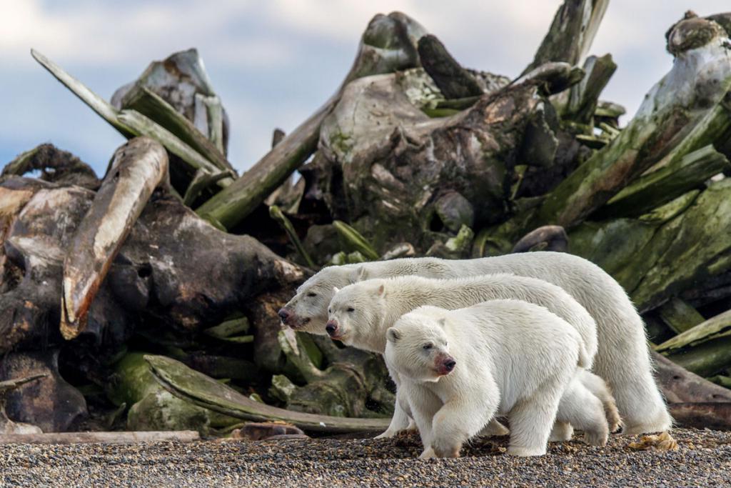 Плывущий медведь и морской дракон: лучшие фотографии BigPicture Natural World 2019