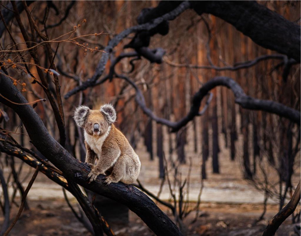 Плывущий медведь и морской дракон: лучшие фотографии BigPicture Natural World 2019