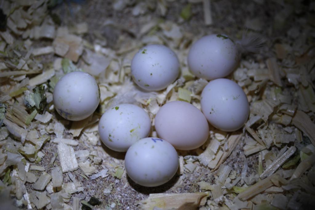 Яйца редкой птицы на черном рынке стоят дороже золота. Как некоторые люди наживаются на исчезающих видах