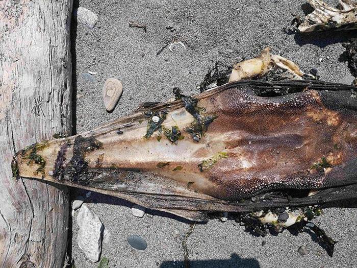 Рыбак из Сиднея нашел морское существо с головой крокодила и зубами на хвосте