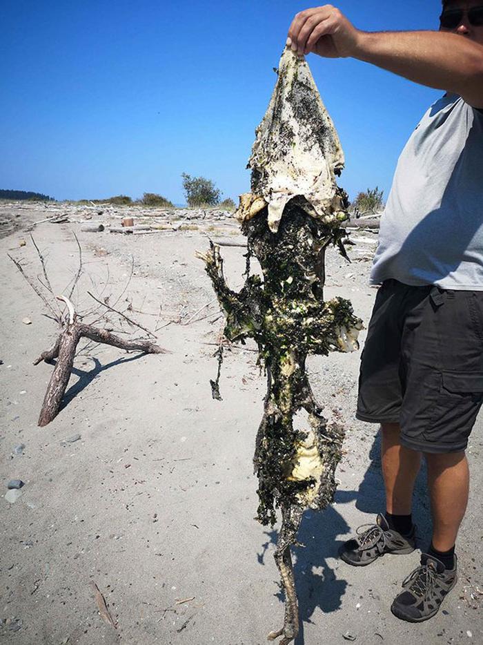 Рыбак из Сиднея нашел морское существо с головой крокодила и зубами на хвосте