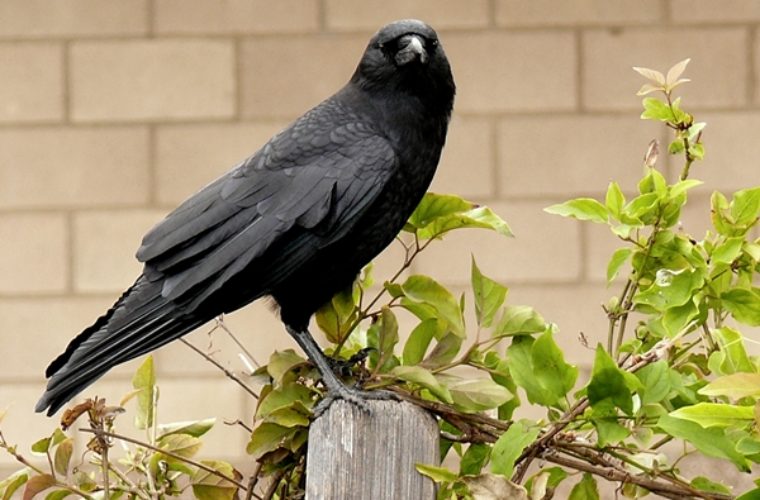 Они умны, сообразительны и могут запомнить обидчика: 5 интересных фактов о воронах