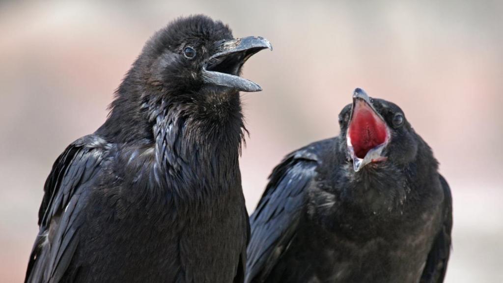 Они умны, сообразительны и могут запомнить обидчика: 5 интересных фактов о воронах