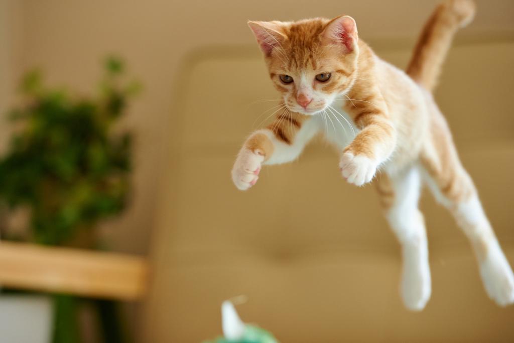 Почему при падении с высоты коты не падают на спину: специалисты объясняют