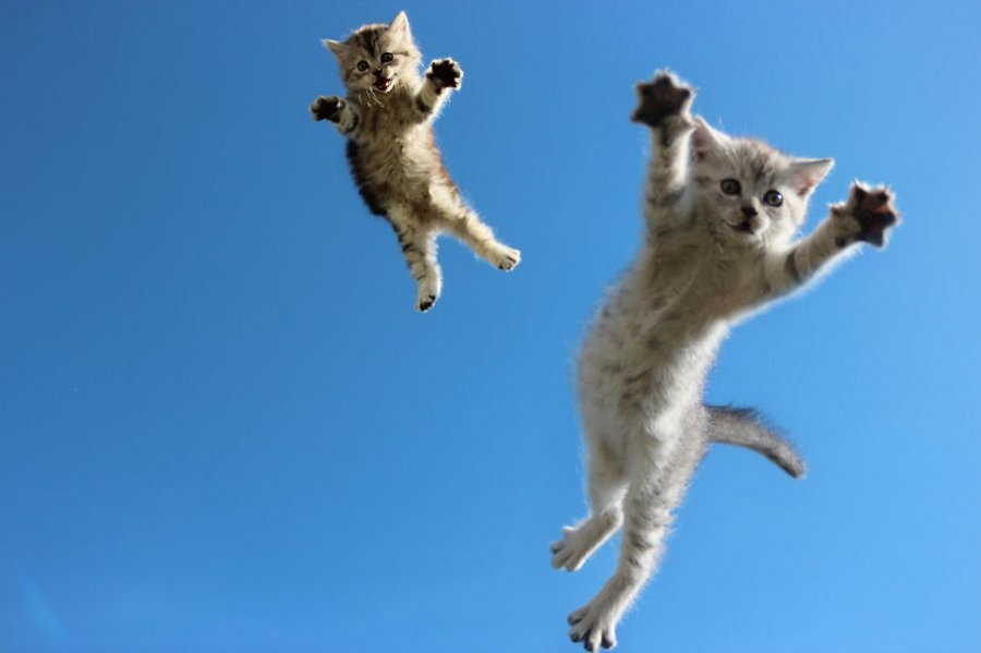 Почему при падении с высоты коты не падают на спину: специалисты объясняют