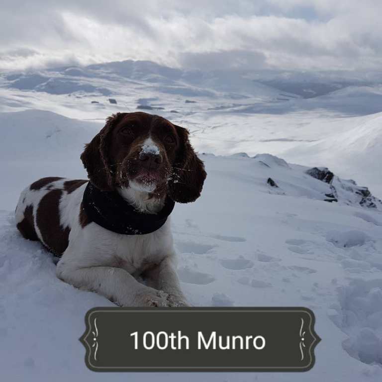 Собака-альпинист. Пес вместе со своим хозяином покорил 268 горных вершин, и это не предел