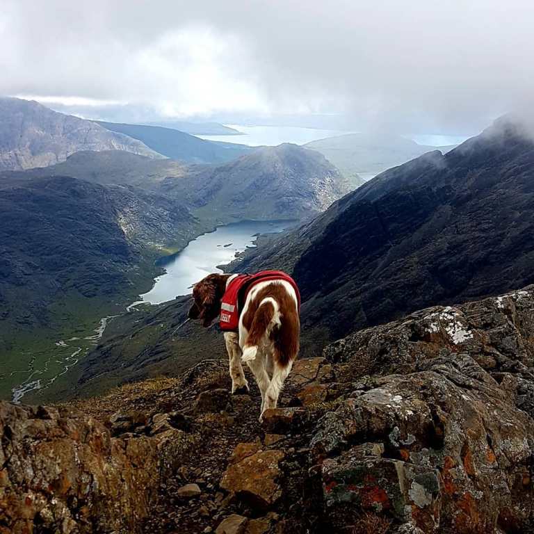 Собака-альпинист. Пес вместе со своим хозяином покорил 268 горных вершин, и это не предел