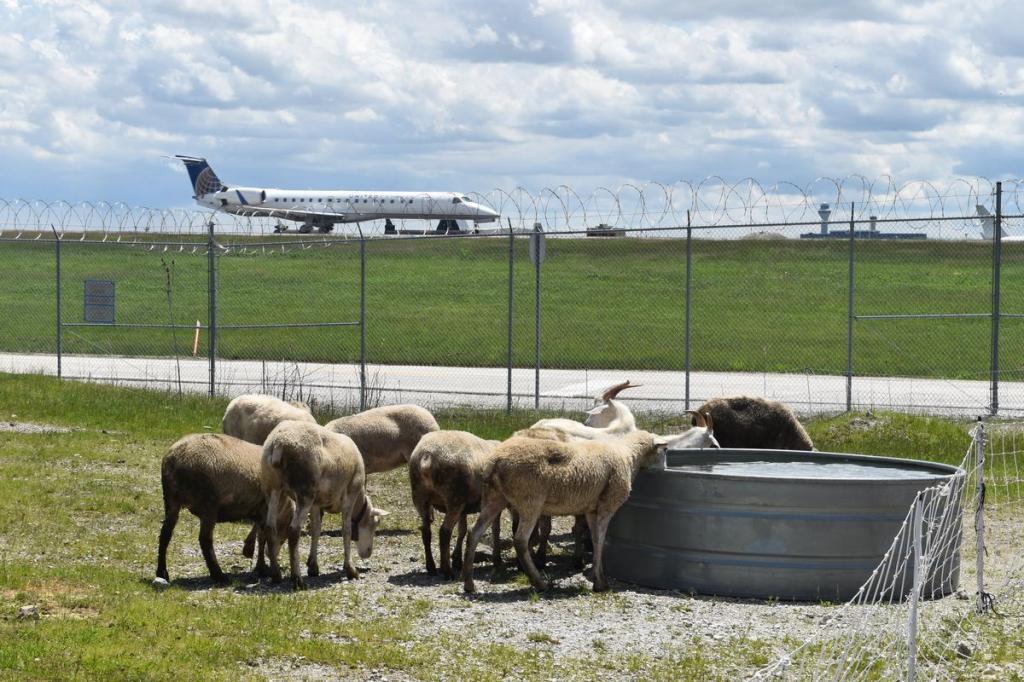 Овечки идут "работать" в аэропорт: в Бельгии нашли альтернативу газонокосилкам