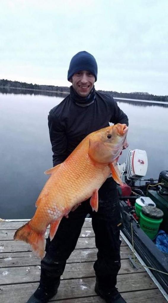 Мужчина поймал 15-килограммовую "золотую рыбку". Оказалось, рыбке не менее 100 лет