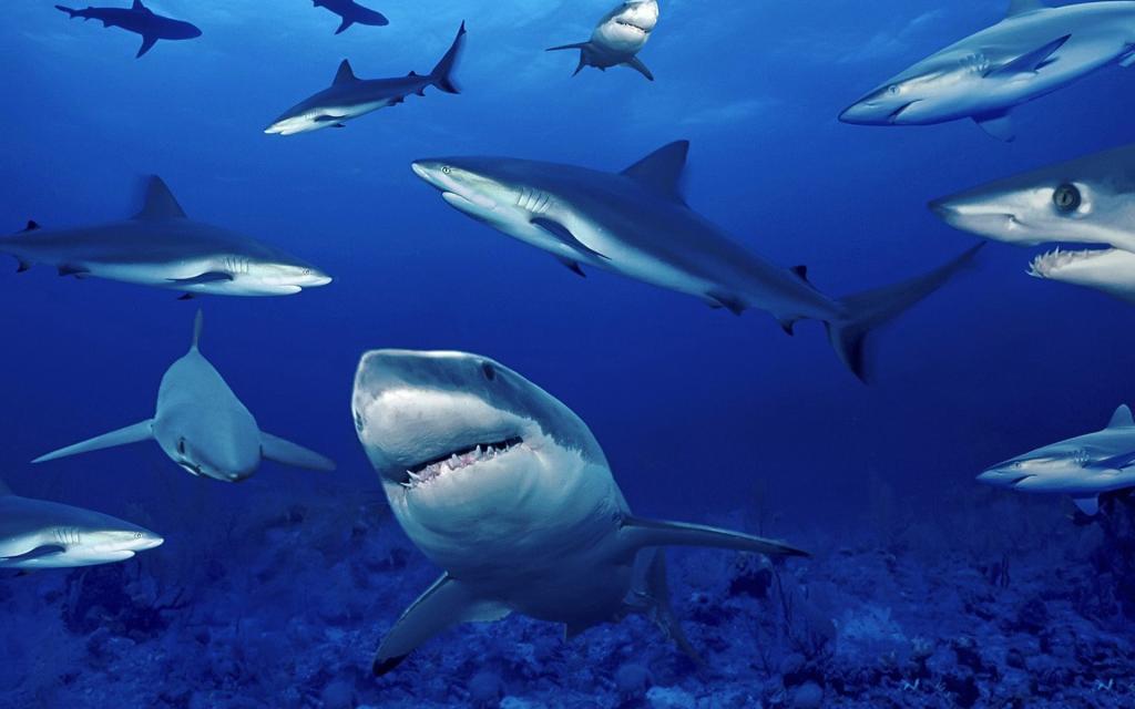 Нечего бояться? Почему акулы избегают Черного моря