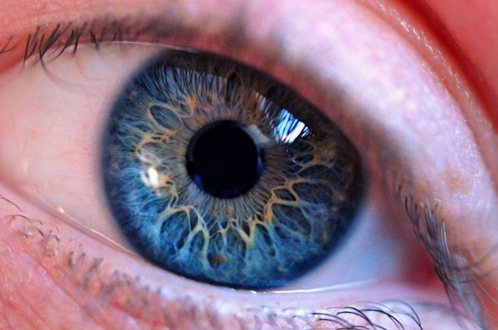 глаз способен воспринимать ультрафиолетовый цвет