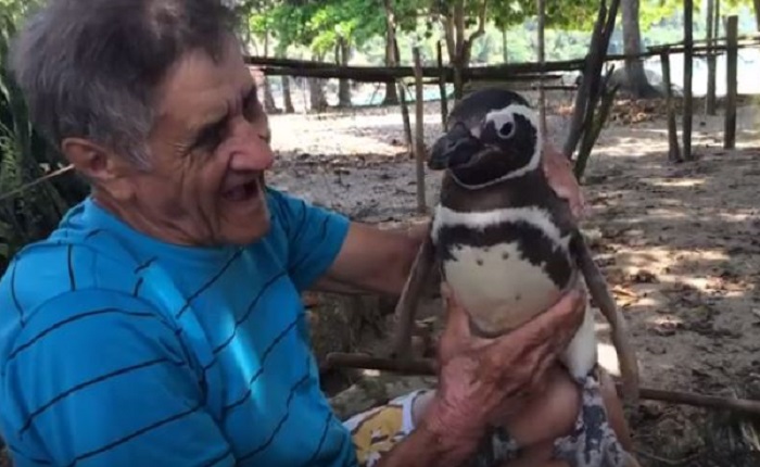 Мужчина спас пингвина, и теперь тот ежегодно приплывает увидеться со спасителем
