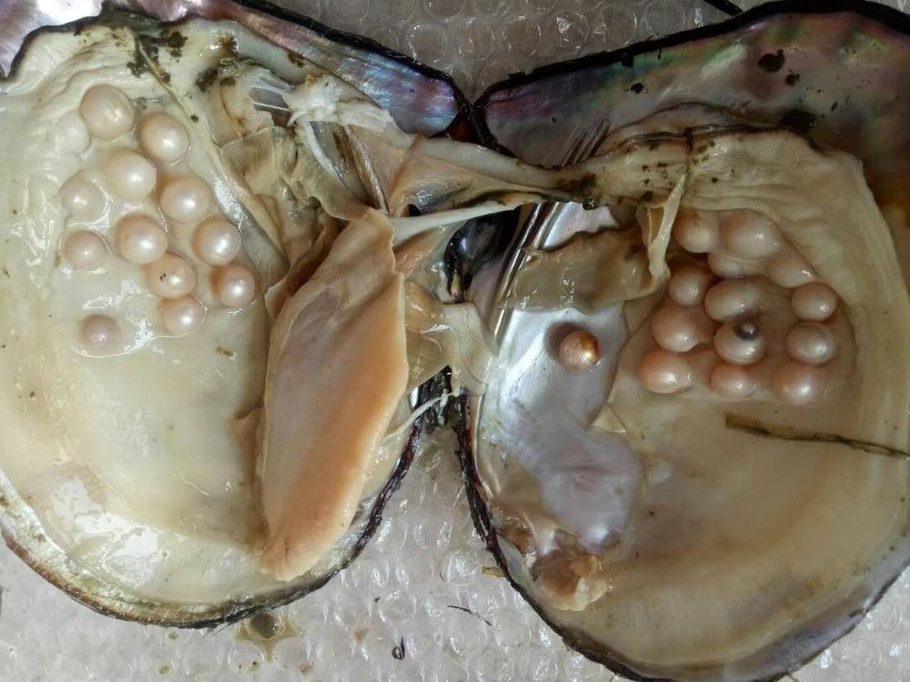 Раковина моллюсков обогатила удачливую женщину: фото неоджиданной находки