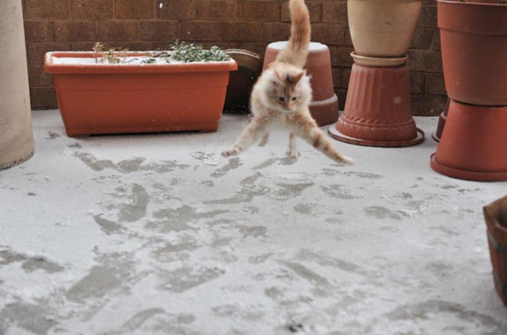 Снег - самый страшный кошмар любого кота. 10 фото, доказывающих это