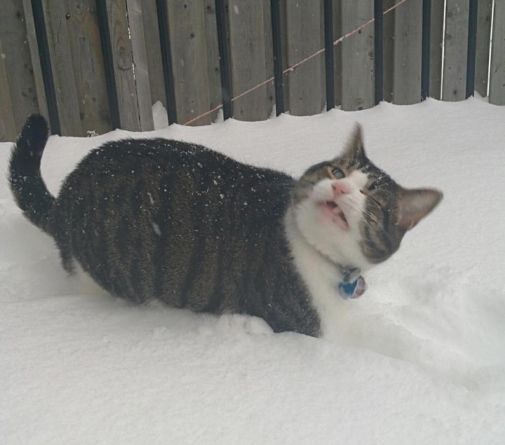 Снег - самый страшный кошмар любого кота. 10 фото, доказывающих это