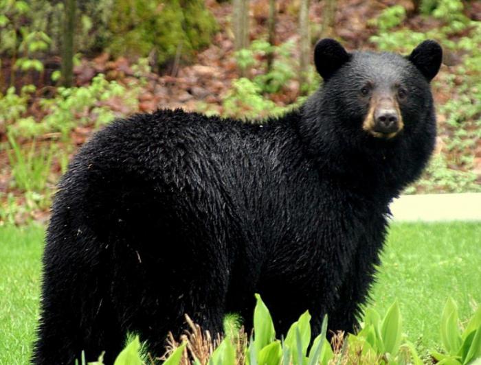 факты о черных медведях