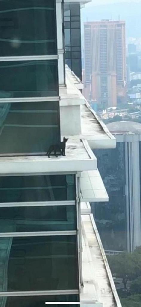 Пожарные рисковали жизнью, чтобы спасти кошку на балконе высокого здания