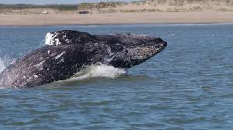 Брачная песня одного из самых редких китов на планете была записана учеными впервые (слушать)