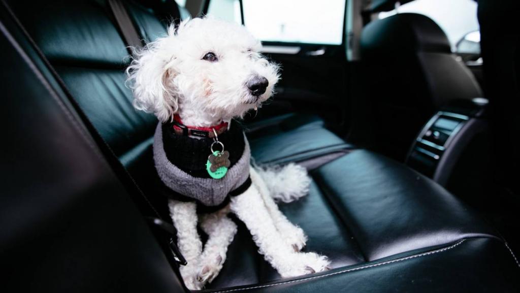 Собака-талисман водителя такси Uber стала местной знаменитостью. Теперь клиенты хотят проехать рядом с ним