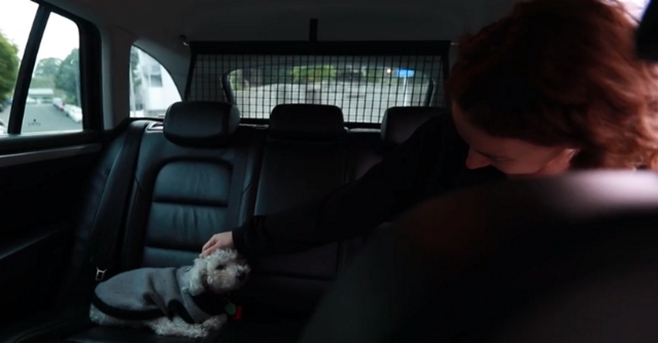 Собака-талисман водителя такси Uber стала местной знаменитостью. Теперь клиенты хотят проехать рядом с ним