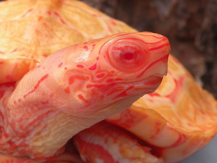 Интернет поразили потрясающие снимки черепахи-альбиноса