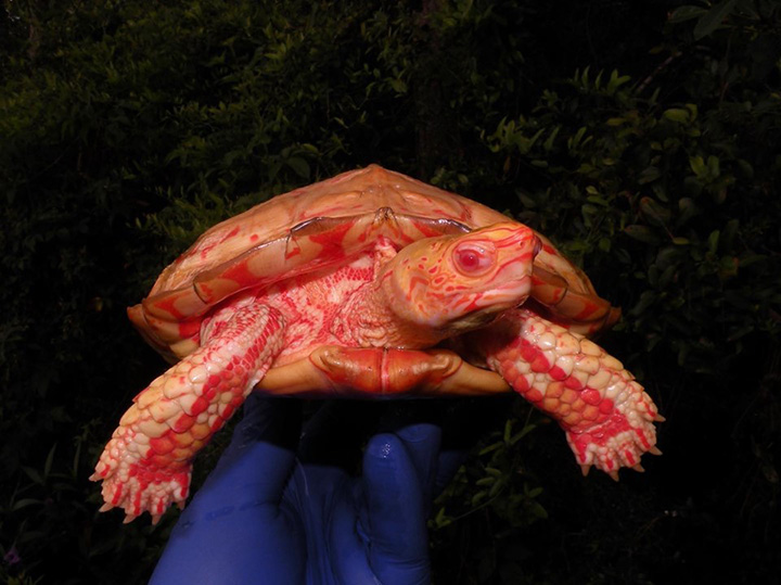 Интернет поразили потрясающие снимки черепахи-альбиноса