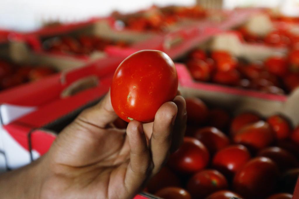 Обман чистой воды: откуда на самом деле к нам приезжают краснодарские помидоры