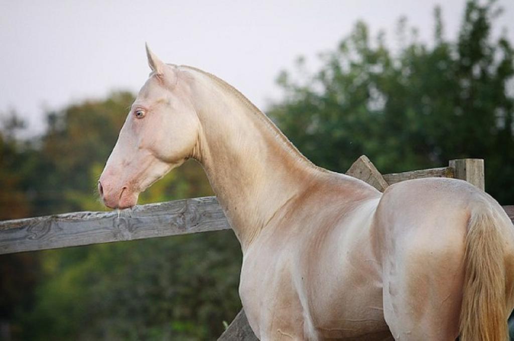 Лошадь выглядит так, как будто ее окунули в золото. На самом деле это редкая порода