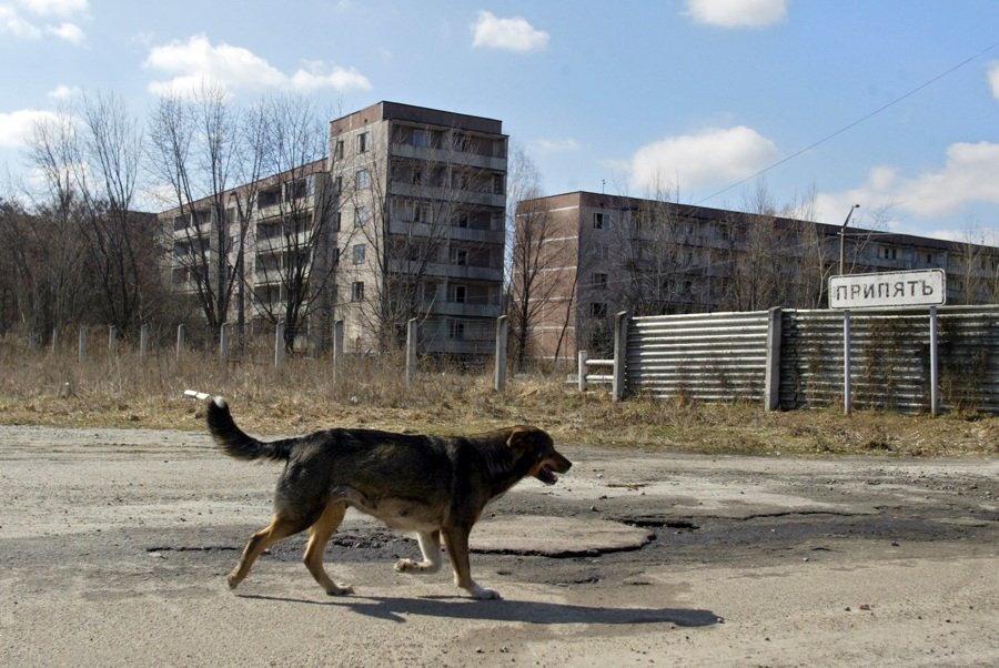 Появление бурого медведя, возрождение лошадей Пржевальского: что произошло после ядерной катастрофы в Чернобыле